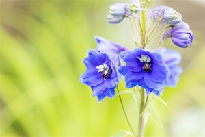 Delphinium (P) 'Blue Bird' geen maat specificatie 0,55L/P9cm