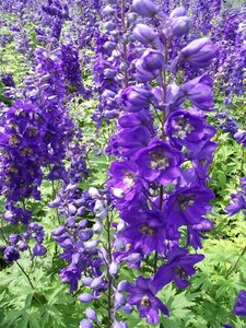 Delphinium (P) 'Black Knight' geen maat specificatie 0,55L/P9cm - afbeelding 1