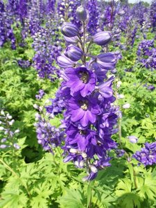 Delphinium (P) 'Black Knight' geen maat specificatie 0,55L/P9cm - afbeelding 2
