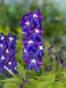Delphinium (P) 'Black Knight' geen maat specificatie 0,55L/P9cm - afbeelding 4