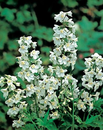 Delphinium (B) 'Casa Blanca' geen maat specificatie 0,55L/P9cm - afbeelding 1