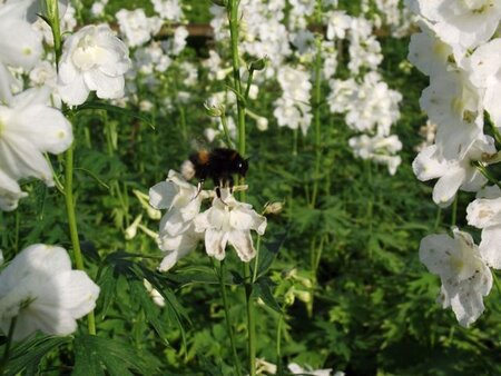 Delphinium (B) 'Casa Blanca' geen maat specificatie 0,55L/P9cm - afbeelding 2