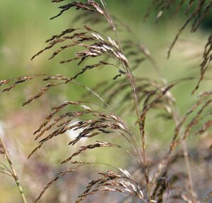 Deschampsia cesp. 'Bronzeschleier' geen maat specificatie 0,55L/P9cm - afbeelding 3