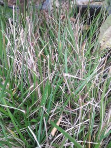 Deschampsia cesp. 'Bronzeschleier' geen maat specificatie 0,55L/P9cm