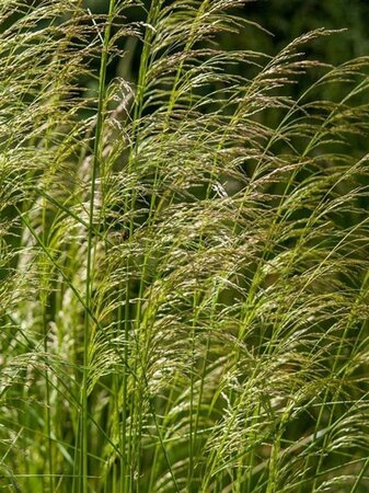 Deschampsia cespitosa geen maat specificatie 0,55L/P9cm - afbeelding 3