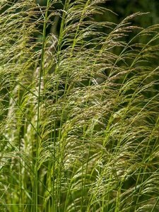 Deschampsia cespitosa geen maat specificatie 0,55L/P9cm - afbeelding 3