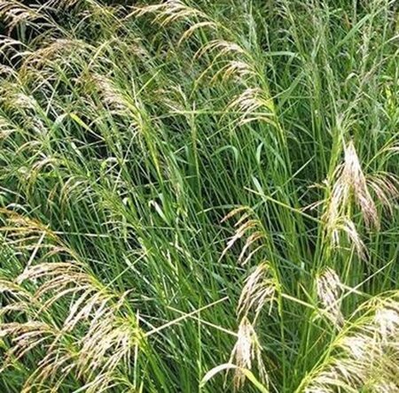 Deschampsia cespitosa geen maat specificatie 0,55L/P9cm - afbeelding 6