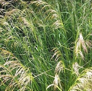 Deschampsia cespitosa geen maat specificatie 0,55L/P9cm - afbeelding 6