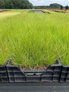 Deschampsia cespitosa geen maat specificatie 0,55L/P9cm - afbeelding 4