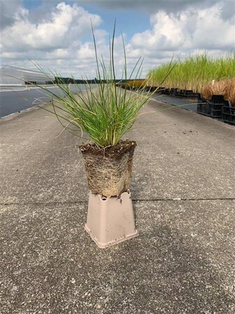 Deschampsia cespitosa geen maat specificatie 0,55L/P9cm - afbeelding 5