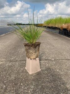 Deschampsia cespitosa geen maat specificatie 0,55L/P9cm - afbeelding 5