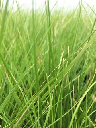 Deschampsia cespitosa geen maat specificatie 0,55L/P9cm - afbeelding 6