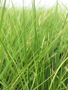 Deschampsia cespitosa geen maat specificatie 0,55L/P9cm - afbeelding 6