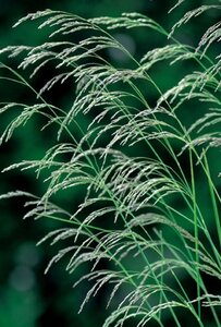 Deschampsia cespitosa geen maat specificatie 0,55L/P9cm - afbeelding 7