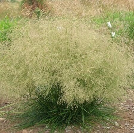 Deschampsia cesp. 'Goldtau' geen maat specificatie 0,55L/P9cm - afbeelding 5