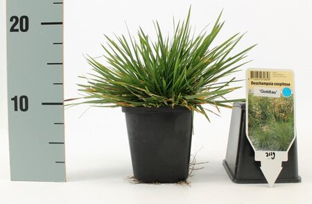 Deschampsia cesp. 'Goldtau' geen maat specificatie 0,55L/P9cm - afbeelding 7
