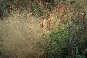 Deschampsia cesp. 'Goldtau' geen maat specificatie 0,55L/P9cm - afbeelding 4