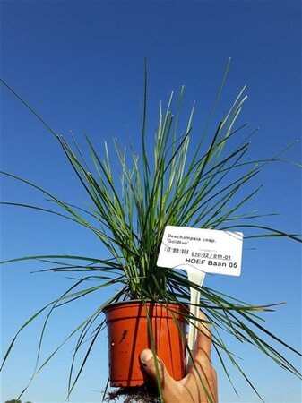 Deschampsia cesp. 'Goldtau' geen maat specificatie 0,55L/P9cm - afbeelding 4