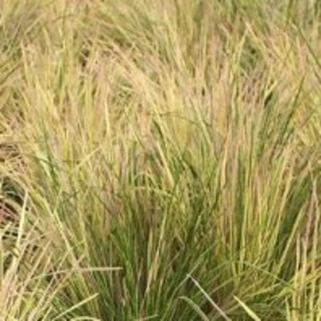 Deschampsia cesp. 'Goldtau' geen maat specificatie 0,55L/P9cm - afbeelding 6