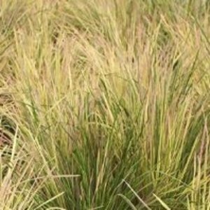 Deschampsia cesp. 'Goldtau' geen maat specificatie 0,55L/P9cm - afbeelding 6