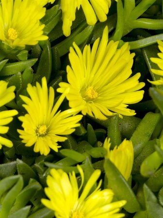 Delosperma congestum geen maat specificatie 0,55L/P9cm - afbeelding 1