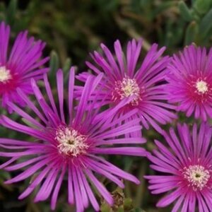 Delosperma cooperi geen maat specificatie 0,55L/P9cm - afbeelding 1