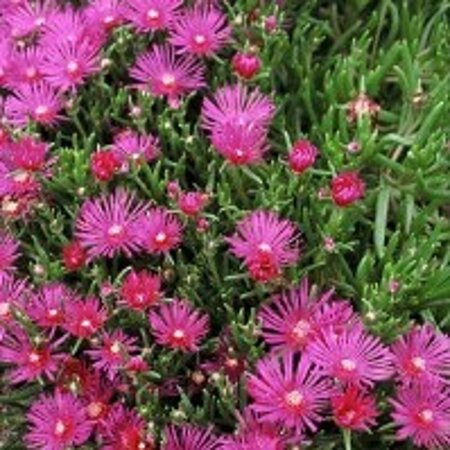 Delosperma cooperi geen maat specificatie 0,55L/P9cm - afbeelding 2