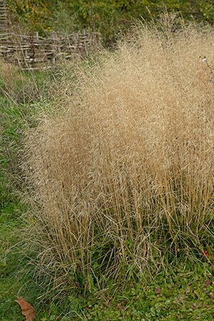 Deschampsia cesp. 'Palava' geen maat specificatie 0,55L/P9cm