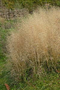 Deschampsia cesp. 'Palava' geen maat specificatie 0,55L/P9cm