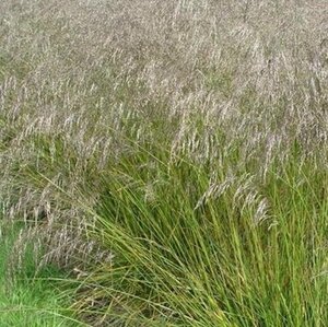 Deschampsia cesp. 'Tardiflora' geen maat specificatie 0,55L/P9cm - afbeelding 2