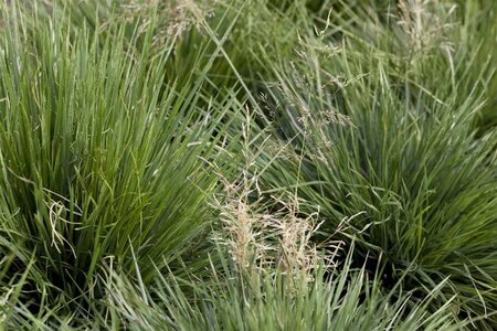 Deschampsia cesp. 'Tardiflora' geen maat specificatie 0,55L/P9cm