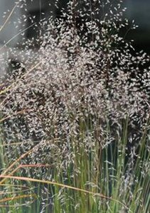 Deschampsia flexuosa geen maat specificatie 0,55L/P9cm