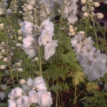 Delphinium (P) 'Galahad' geen maat specificatie 0,55L/P9cm - afbeelding 2