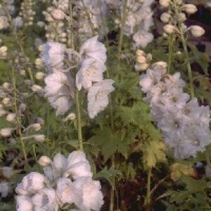 Delphinium (P) 'Galahad' geen maat specificatie 0,55L/P9cm - afbeelding 2