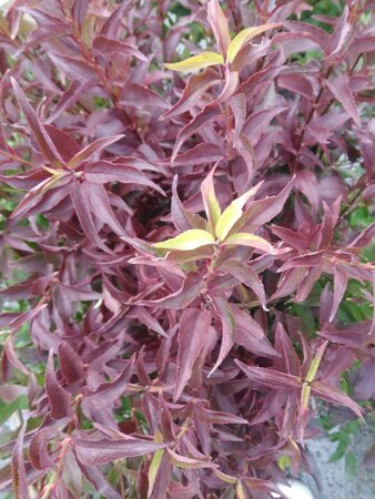 Deutzia gracilis 'Nikko' 30-40 cm cont. 3,0L - afbeelding 3