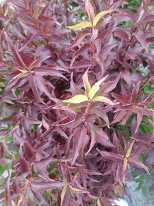 Deutzia gracilis 'Nikko' 30-40 cm cont. 3,0L - afbeelding 3