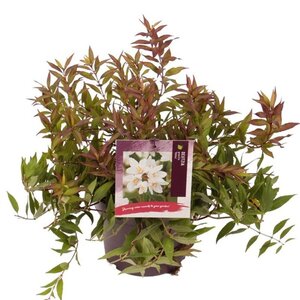 Deutzia gracilis 'Nikko' 30-40 cm cont. 3,0L - afbeelding 6