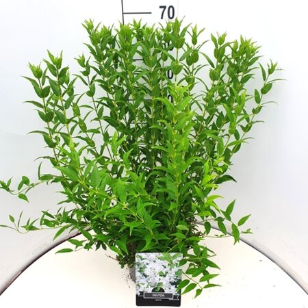 Deutzia gracilis 60-80 cm cont. 10L - afbeelding 2