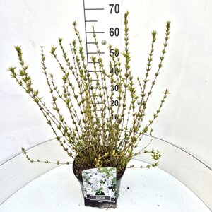Deutzia gracilis 60-80 cm cont. 10L - afbeelding 3