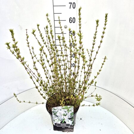 Deutzia gracilis 60-80 cm cont. 10L - image 3
