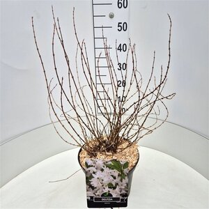Deutzia gracilis 60-80 cm cont. 10L - image 5