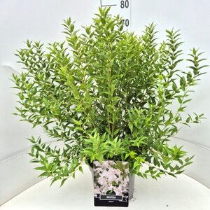 Deutzia gracilis 60-80 cm cont. 10L - image 7
