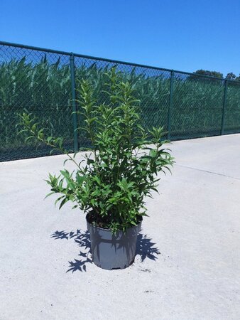Deutzia gracilis 60-80 cm cont. 10L - image 1