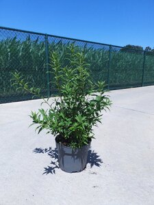 Deutzia gracilis 60-80 cm cont. 10L