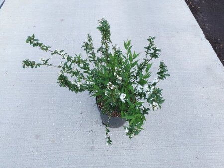 Deutzia gracilis 60-80 cm cont. 10L - image 2