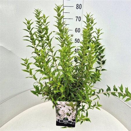 Deutzia gracilis 60-80 cm cont. 10L - image 1