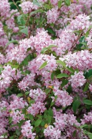 Deutzia hybrida 'Mont Rose' 40-60 cm cont. 3,0L - afbeelding 1