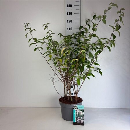 Deutzia hybrida 'Mont Rose' 60-80 cm cont. 10L - afbeelding 6