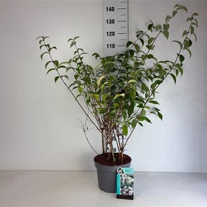 Deutzia hybrida 'Mont Rose' 60-80 cm cont. 10L - afbeelding 6