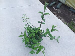 Deutzia hybrida 'Mont Rose' 60-80 cm cont. 10L - afbeelding 5